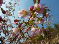 120110ヒマラヤ桜ー２