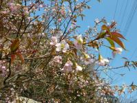 120110ヒマラヤ桜ー１