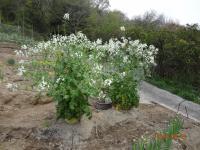 120421大根の花－１