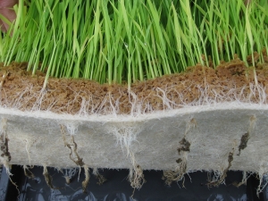 140625上下、すり潰しもみ殻