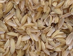 もみ殻そのもの124581244714316316618