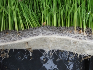 140625粒状培土１００％