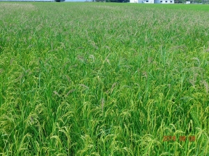 160809雑草の多い田んぼ